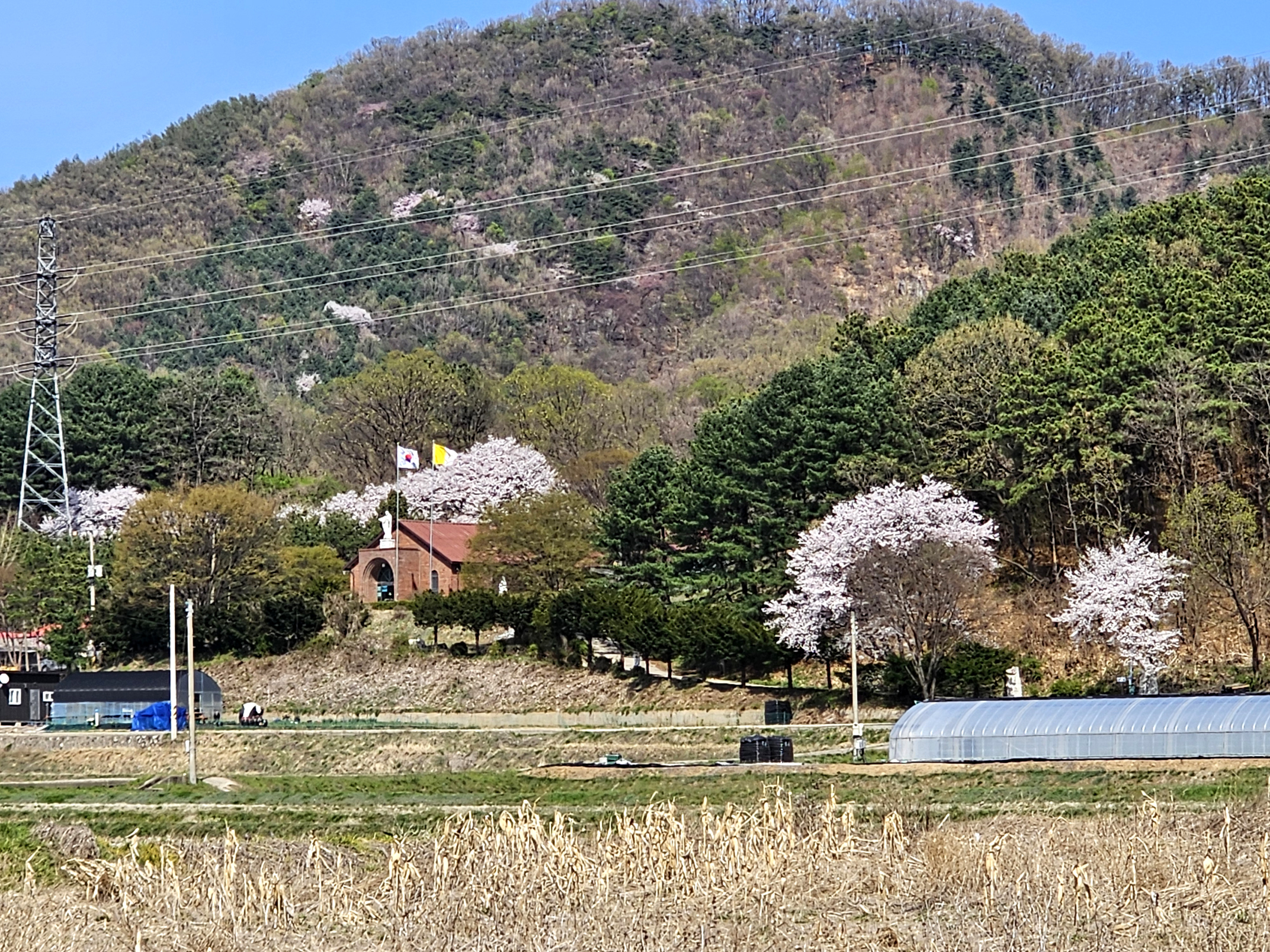 곡수성당 벚꽃 봄풍경(2024.04.09)